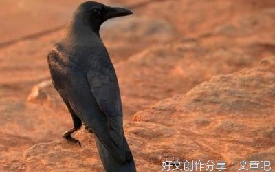 原来，这就是 “乌鸦定律”