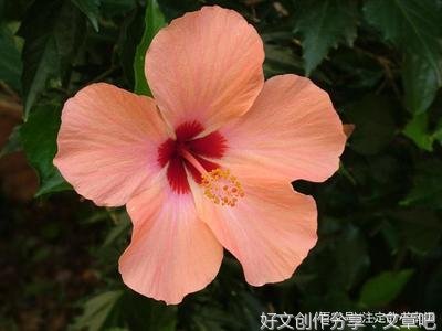 想念你，是一种美丽