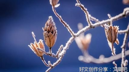 花开花落，又是冬