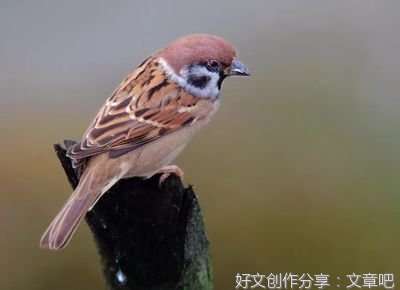 一只麻雀的故事，看了三遍还想看，太感人了！