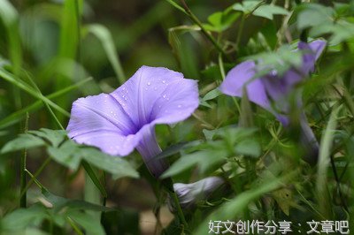 小喇叭开始广播啦（10）-“在重要历史关头召开的一次具有重大历史