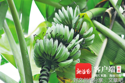 火龙果地里的那些事儿