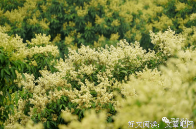 参观荔枝主题公园，感受高州荔枝产业发展现状