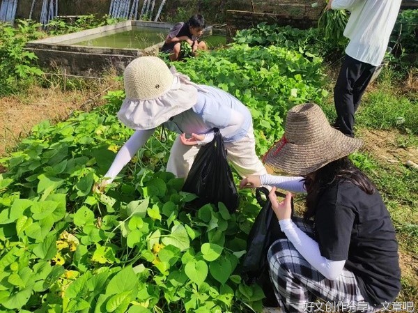 名漾三下乡社会实践队——田间摘菜，打扫庄园