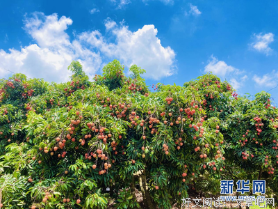 进入企业文化，解开荔枝销售渠道