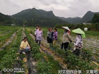 乡村振兴忙