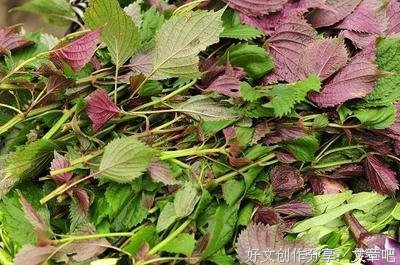 科研人员发现植物种子“含铁秘密”