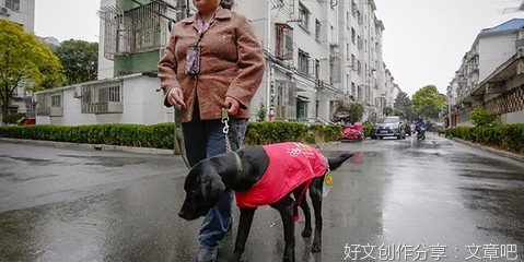 容不下导盲犬