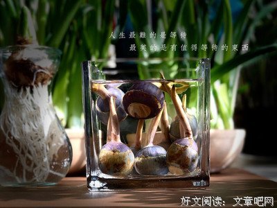 静静的茨菇河