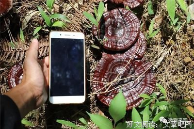 与村书记详谈留垌村种植业