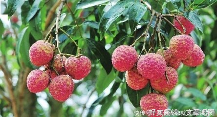 “舌尖上的电白”，这是一篇看了会饿的文稿