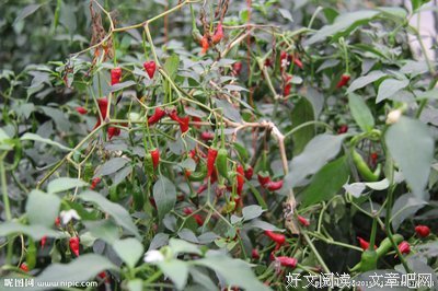 栽培好每一株“树苗” ——记第一次支教