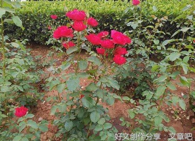 家之本