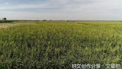 柏子山计划（连载）第五十一章 会师“柏国农场”