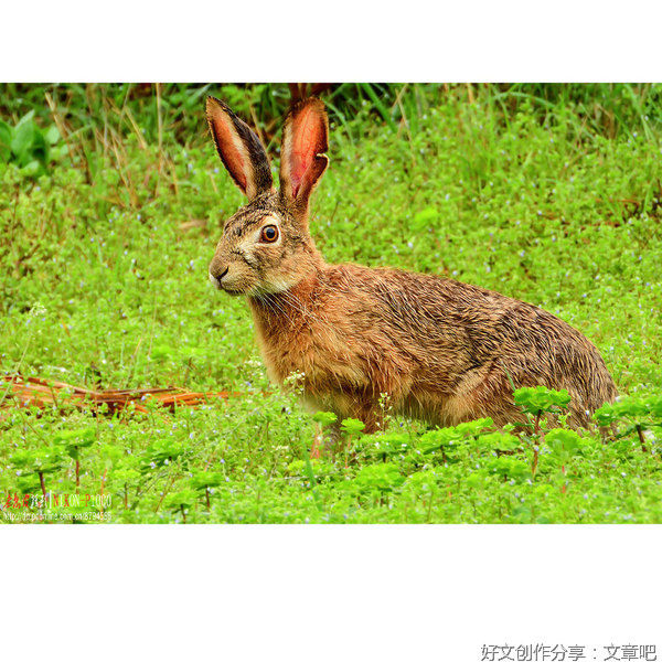 道中还有道（连载）第26章 ‘能不够’套野兔