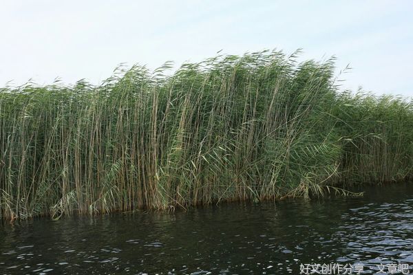 柏子山计划（连载）第七十八章 枝子躺在芦苇荡里