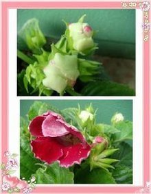 花园的鬼（连载）第7章 赵根说媒