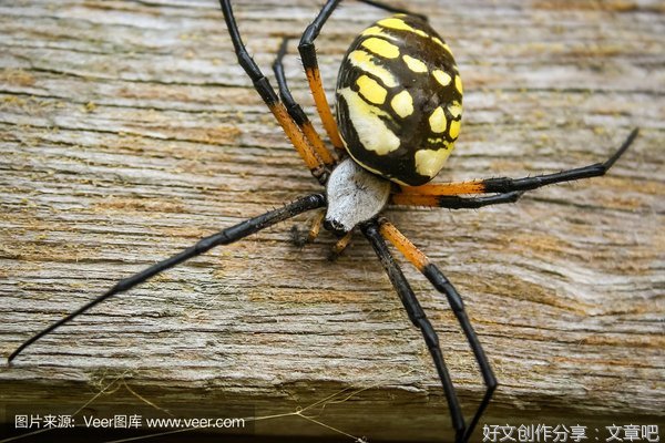 花园的鬼（连载）第25章 梁收拿出冤枉钱