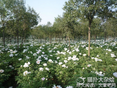农家乐行业发展前景