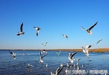 在“朝槿”的第二天