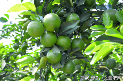 独特的廉江红橙
