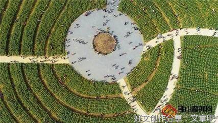 向日葵开放的地方洒满阳光