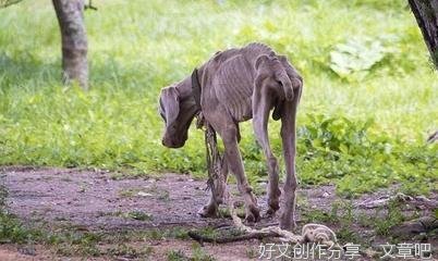 一条老狗