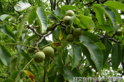 别了，那棵树