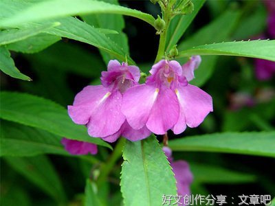养花心得