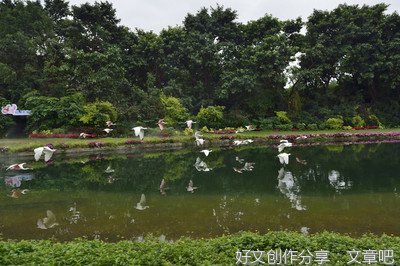 游飞鸟乐园