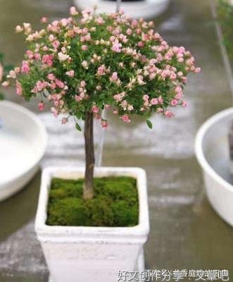 月季几度花