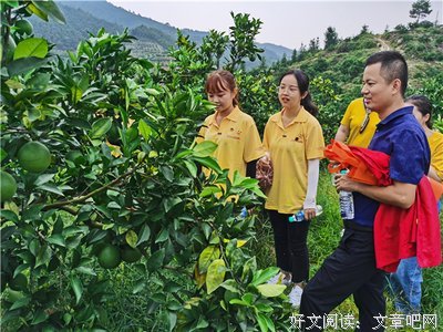 三下乡社会实践之调研红橙