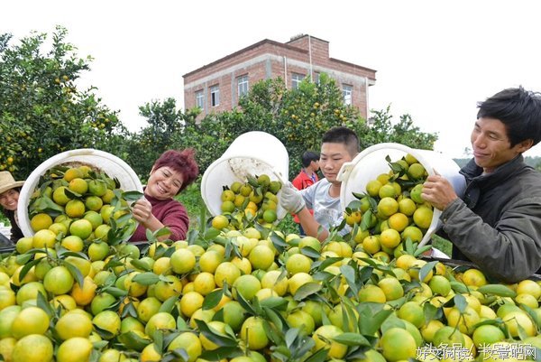 色香味俱全的廉江红橙