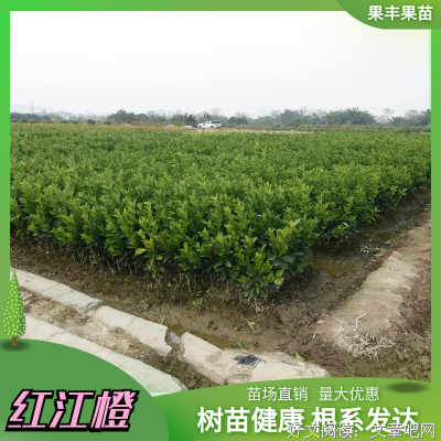 廉江红橙与红江橙