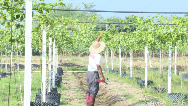 响应国家号召，走进乡村振兴——牛岭村革命老区