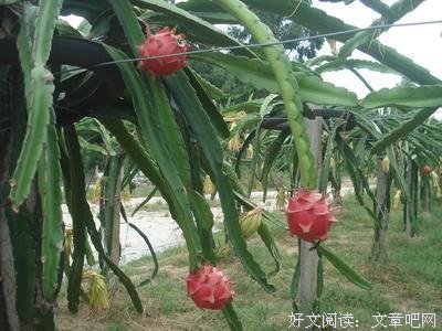 走进阳西县程村镇莲湖村沉香产业基地