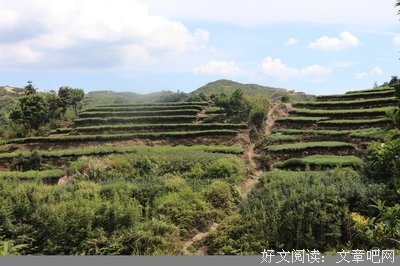 绿芽实践队7月17日伙食+调研故事合集