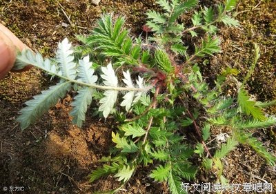 杨赤里村心得—“明月”实践队