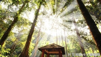 《这些植物你了解吗？》