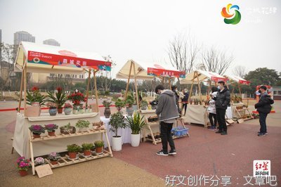 被花卉触动的记忆