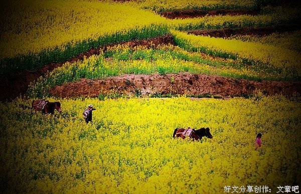 走进城市的毒蛇——正确看待塔利班