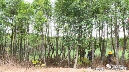 阳江沉香种植产业化，带动乡村振兴和脱贫攻坚