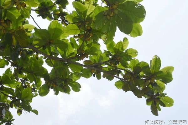 岭南师范学院南药科技志愿社会实践队特呈岛考察药材总结