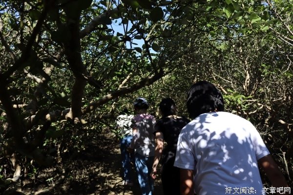 岭南师范学院南药科技志愿社会实践队 特呈岛发展建议3
