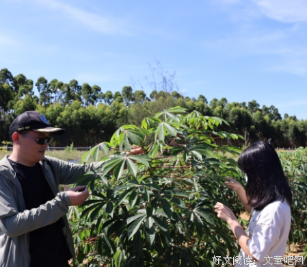 岭南教科院南药科技志愿社会实践队调研中药药材