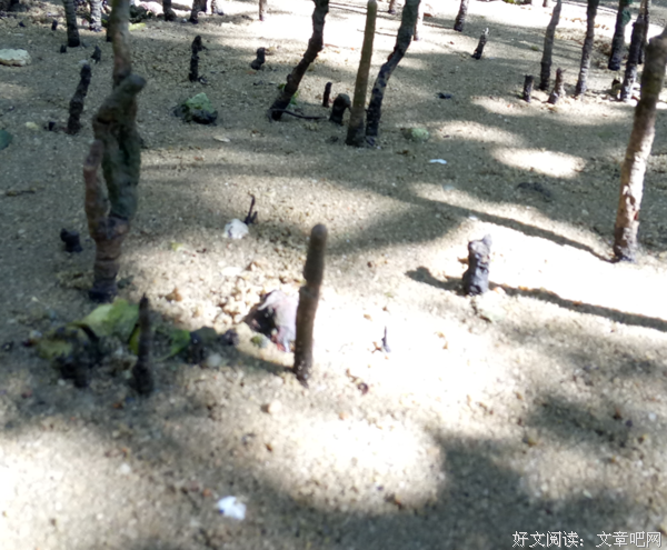 三下乡|特呈岛红树林调研有感