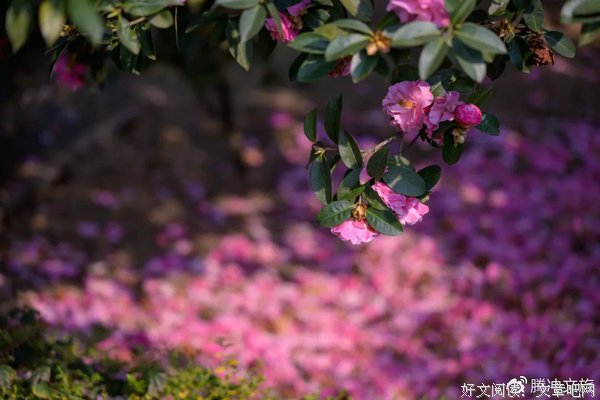 岭南师范学院南药科技志愿社会实践队 特呈岛发展建议4
