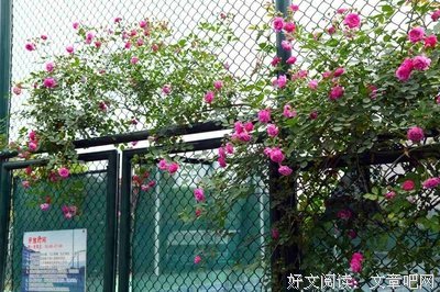 长师学子三下乡：聚焦黔江地标产，深入调研析国情