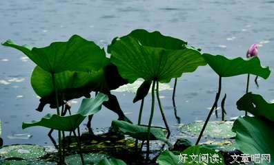 观荷听雨入画来