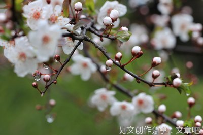 春雨小文两三篇